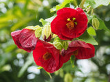 Flowering Maple / Abutilon houseplant seedling - Letterbox friendly box