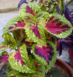 Coleus houseplant seedlings x 2 ready for planting - Letterbox friendly box