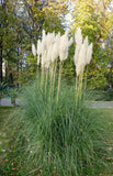 Pink Pampas Grass seedlings x 2 ready for planting - Letterbox friendly box