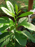 Lemon tree young sapling ready for planting - Letterbox friendly box