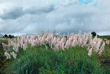 Pink Pampas Grass seedlings x 2 ready for planting - Letterbox friendly box