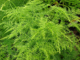 Asparagus Fern houseplant seedling x 1 - Letterbox friendly box