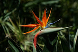 Bird of Paradise plant - Letterbox friendly box