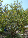 Lemon tree young sapling ready for planting - Letterbox friendly box