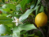 Lemon tree young sapling ready for planting - Letterbox friendly box