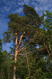 Scots Pine seedlings x 2 ready for planting - Letterbox friendly box