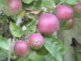 Apple tree seedling - letterbox friendly box