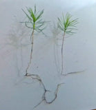 Scots Pine seedlings x 2 ready for planting - Letterbox friendly box